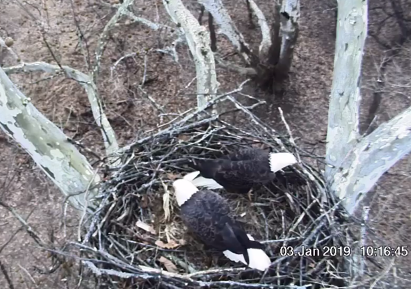 Screen Shot 2019-01-03 at 10.19.14 AM