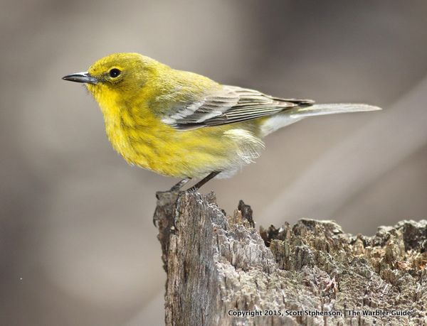 Pine warbler stephenson-001