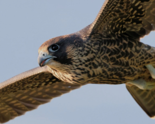 KW Juvenile Peregrine 1