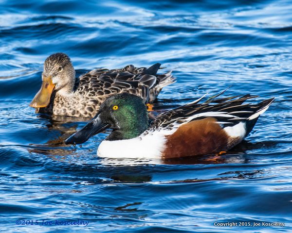 Cel Frm - 11-20-Northern Shovelers 2