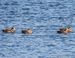 Cel Frm -11-20-Wigeons 5