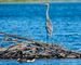 Cel Frm - 11-20-Great Blue Heron 1