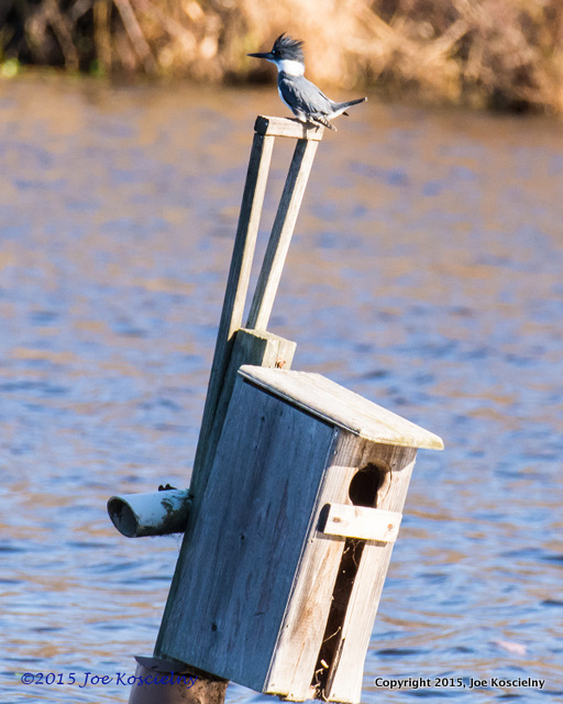 Cel Frm - 11-20-Great Blue Heron 1