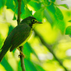 Canada Warbler Kay JW 051819