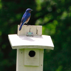 Bluebird Kay JW 051819