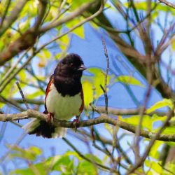 Towhee (M) Kay JW 051819