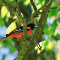 Oriole Kay JW 051819