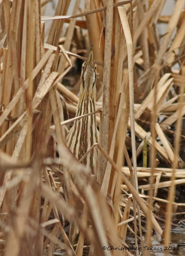 FB_IMG_1523568666347(1)