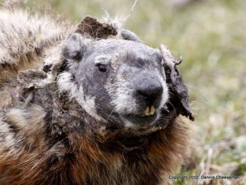 Groundhog-2015-624x469