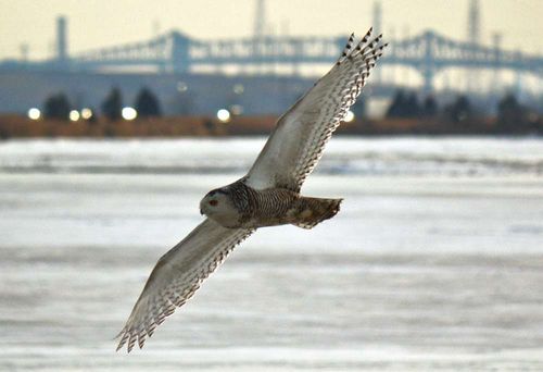 Snowyowl_021314_SB_tif_