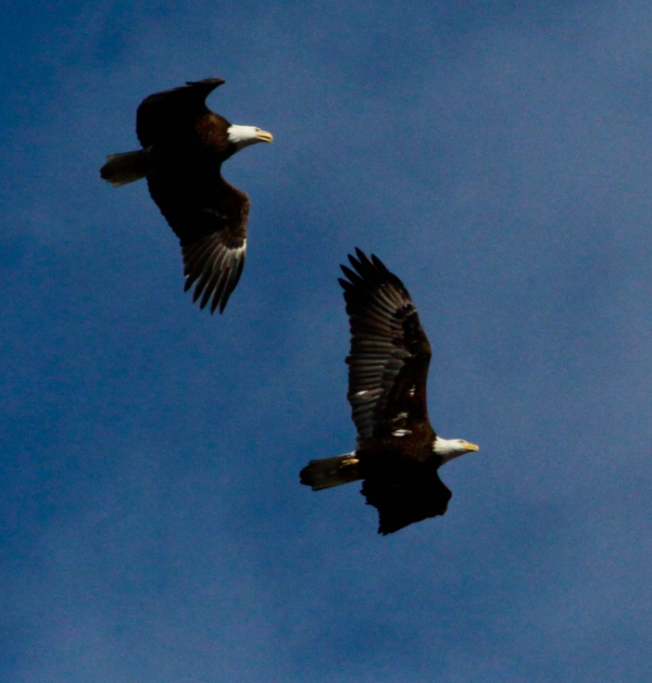 J Wright Mill Creek 030120__MG_9581