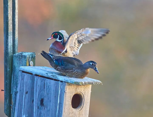 Barrack A1100135-a-Celery Farm-Wood Ducks