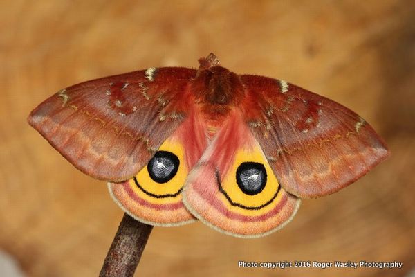 Screen Shot 2016-02-18 at 6.55.36 AM