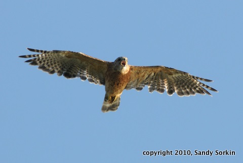 SS3_6595 Red-shouldered Hawk (100)
