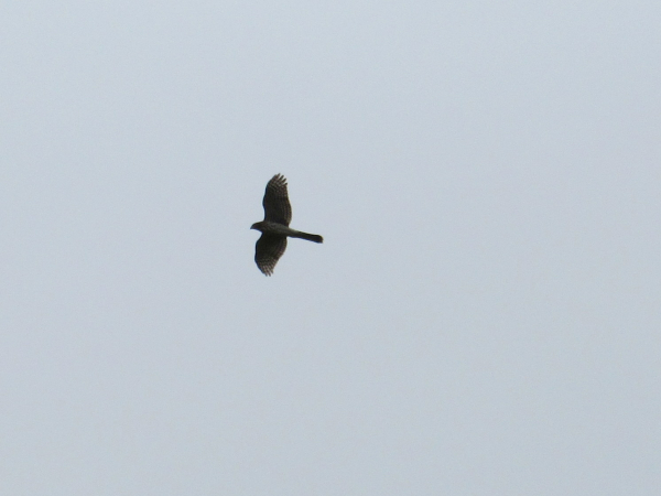 IMG_3103 IMG_3103
