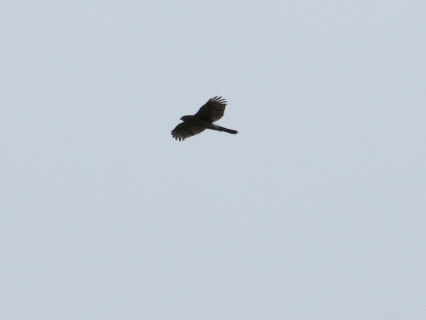 IMG_3104 IMG_3104