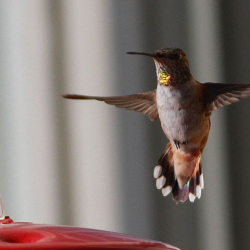 Rufous Hummingbird_MG_8578
