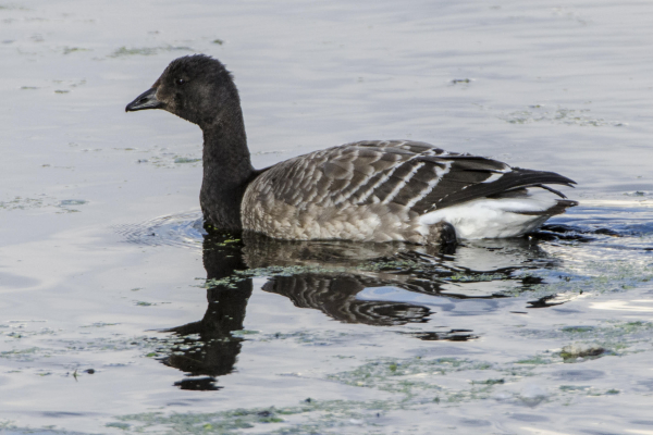 Brant