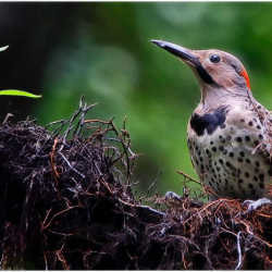 1000NVDONorthern Flicker