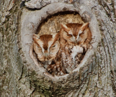 Two owls in tree 842A7138