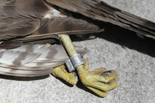 Banded dead Cooper's Hawk. JWIMG_7966