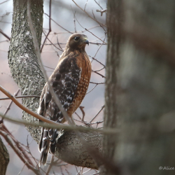 7W0A7024 (2)1 copy3b