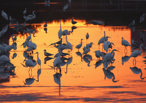 Screen Shot 2019-01-03 at 11.44.49 AM