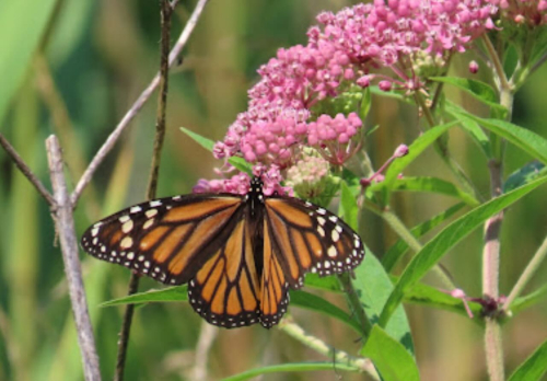 Screenshot 2024-07-15 at 4.50.31 PM