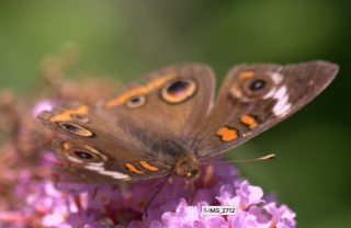 Wright common buckeye