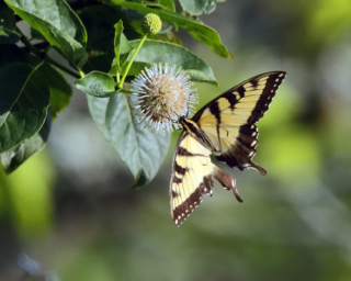 _R4A4552-CFa--Yellow-Swallowtail