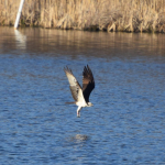 Osprey  cf 42318 aaaDSC_0109_crop