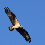 Osprey  cf 42318DSC_0097_crop(1)