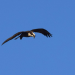 Osprey   df 42318 aaaaDSC_0095_crop