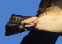 Osprey  o4D CF 42318 6pm qDSC_0099_crop0