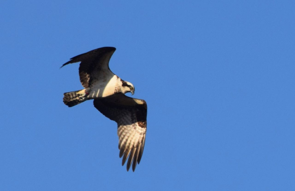 Osprey  cf 42318 aaaDSC_0092_crop