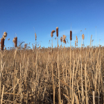 IMG_6680 (3)