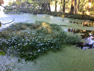 Pennywort island
