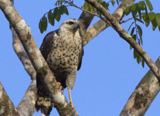 Great Black Hwk Wright Belize