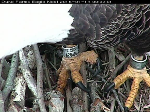 DF BE Male banded