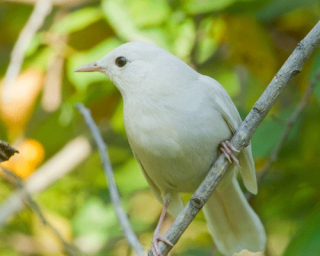 Catbird barrack 5 (2)