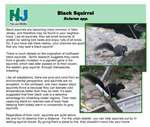 Black_squirrel-page-001