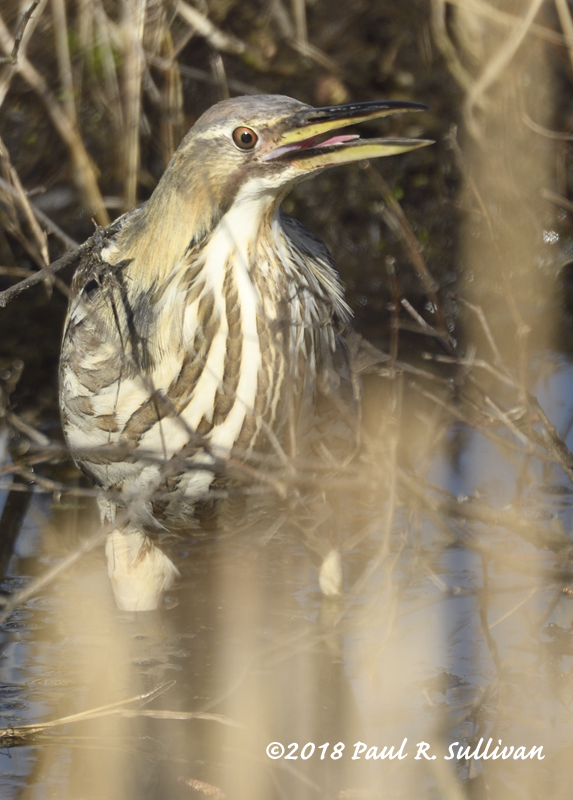 American bittern with its beak open  (vertical) @ Allendale Celery Farm