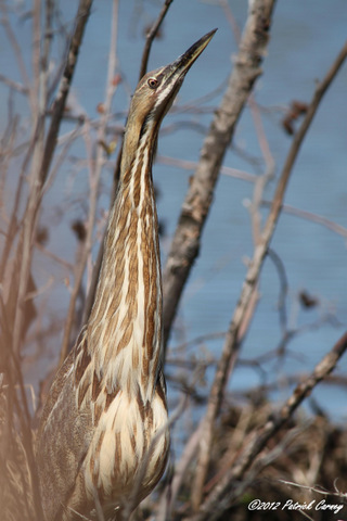 Celery Farm BITTERN!! 2012 388-001
