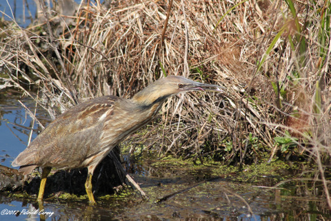 Celery Farm BITTERN!! 2012 469-001