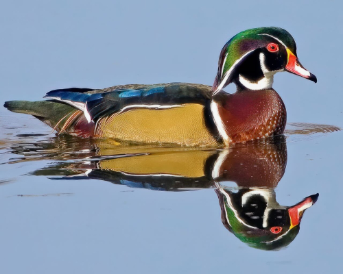 Wood Duck-11x8.5-IX9I7540 -DeNoiseAI-denoise-SAI-stabilize-2162x1440-topazphotoAI-enhance-2.1x