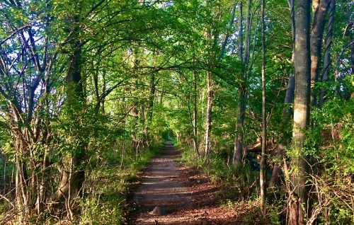 Screen Shot 2021-07-20 at 12.56.49 PM