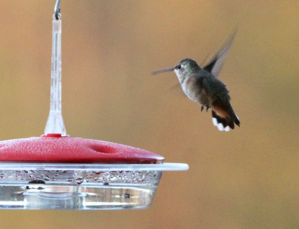 Jwright f. rufous hummingbird 110319 07401 IMG_2097