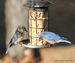 Bill wall bluebirds-001