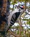 Downy Woodpecker McTigue.jpg