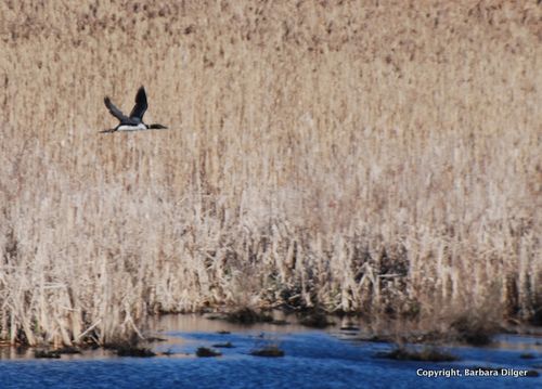 Loon, Common CF 4 27 14 DSC_0329_crop